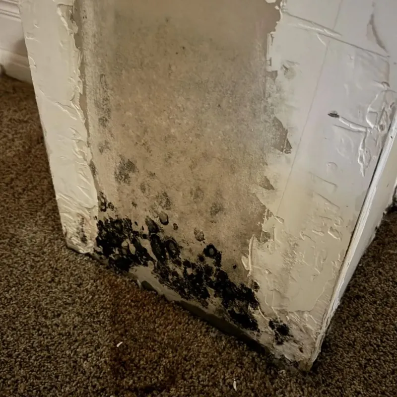 Professional Mold Removal in Zebulon, GA